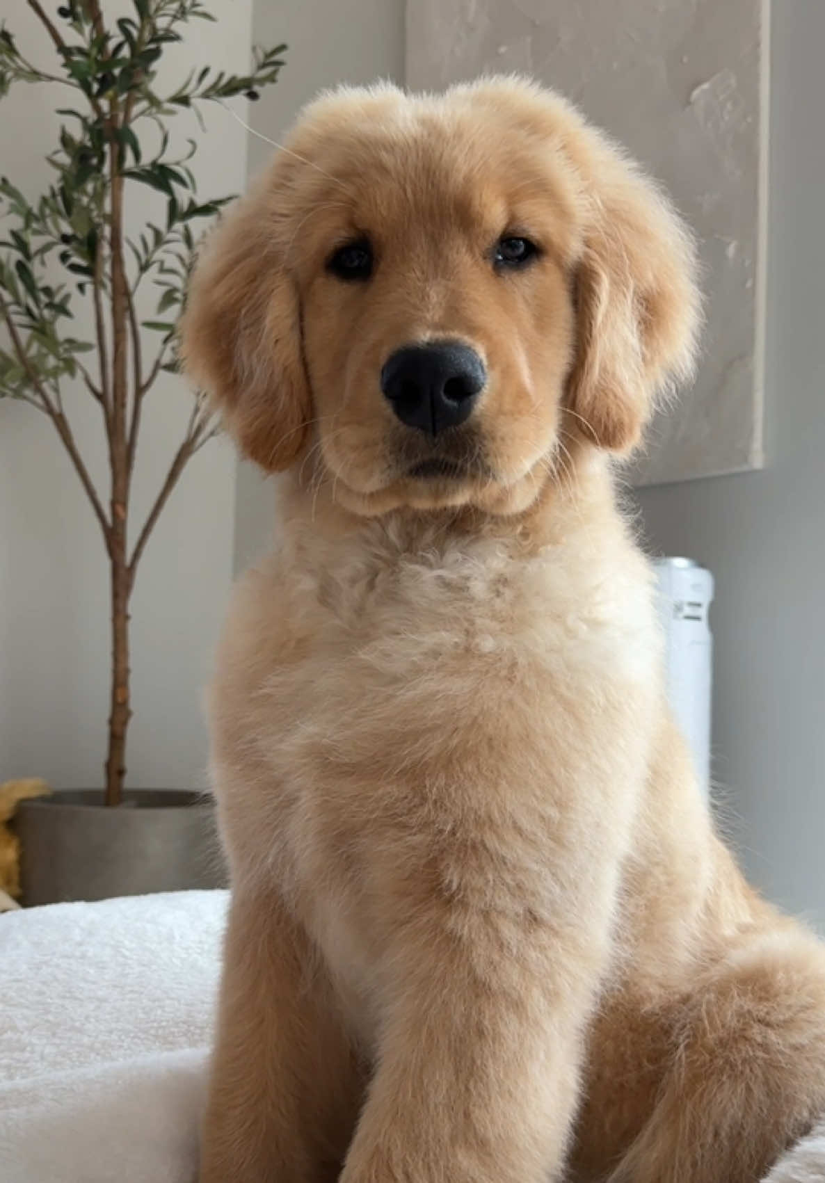 Fresh fluff, how perfect can I be #goldenretriever #dogsoftiktok #puppy #dog #fyp 