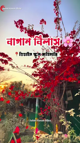 বাগান বিলাস 🌸❤️‍🩹 📍ডিভাইন স্কুলে কর্তিমারি রৌমারী