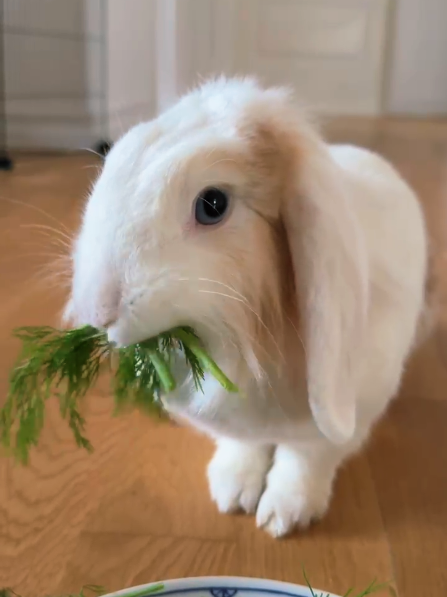 Little paws, big appetite! 🐾🐰💚🌿 There’s always room for one more tasty bite… or maybe ten. 😂🥕✨ #bunny #rabbit #bunnylife #cutebunny #rabbitlove