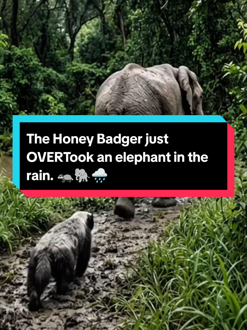 The Honey Badger just OVERTook an elephant in the rain. 🦡🐘🌧️ The elephant even turned around to see what was passing it… but the Honey Badger kept moving like it had somewhere important to be. 😂🔥 Would you expect a Honey Badger to walk faster than an elephant? #HoneyBadger #WildlifeTok #AnimalDrama