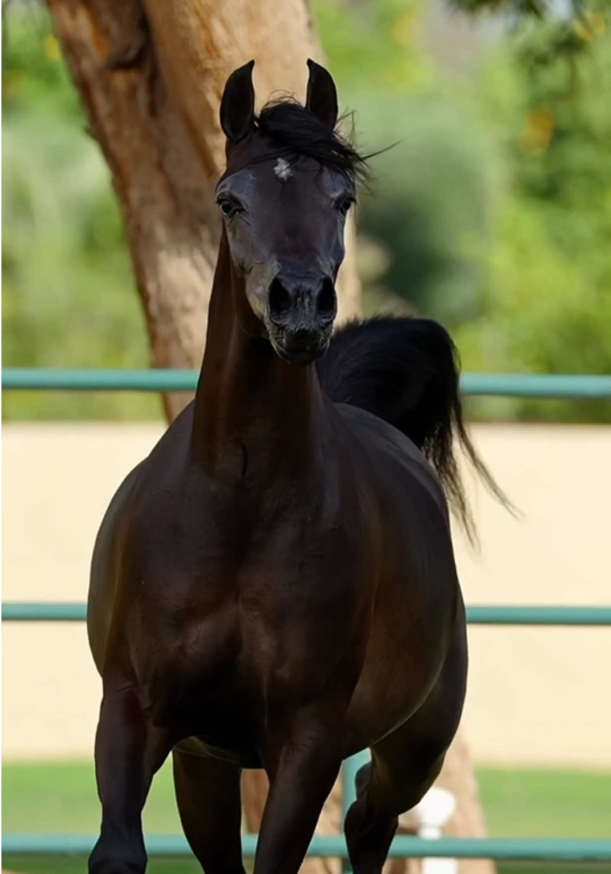 Z A W A D I #arabianhorse #pursangarabe #equestrian #horse #caballoarabe 