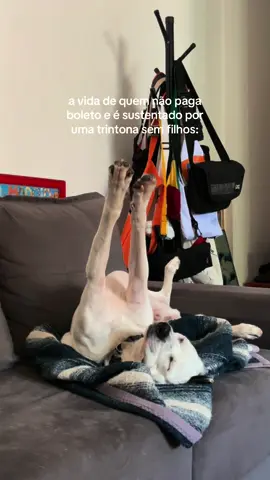prazer, vinícius kleber ✨ #trend #cachorrosdotiktok #adoteumamigo #fy #foryou 