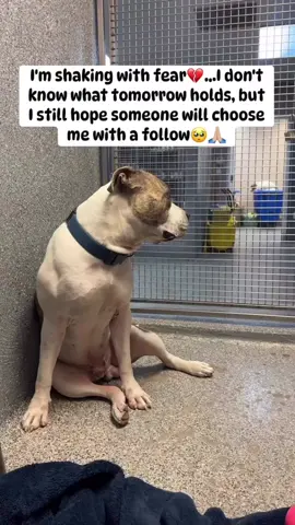 I'm shaking with fear 😰 l don't know what tomorrow holds, but I still hope someone will choose me with a follow 🥹 #lastchancepawsrescue #adoptdontshop #furryfriend #kindnessmatters #dogsoftiktok 