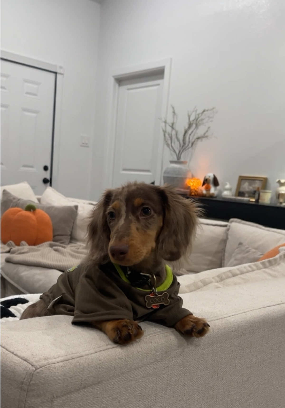 ☁️ #fyp #foryoupage #dachshundsoftiktok #dachshund #puppy 