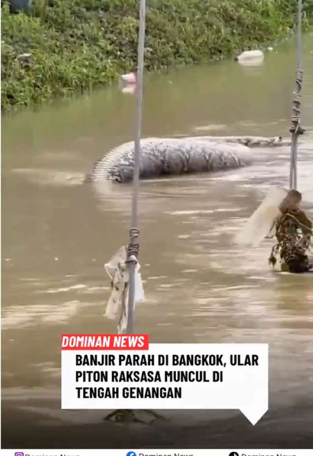 Hujan deras yang mengguyur Bangkok sejak Kamis menyebabkan banjir besar di berbagai wilayah. Ibu kota Thailand resmi dinyatakan zona bencana setelah curah hujan hampir mencapai 300 mm. Video yang beredar di media sosial memperlihatkan ular piton berukuran besar berenang di jalanan dan bahkan masuk ke rumah warga yang terendam. Banyak orang mengaku lebih takut bertemu ular daripada atap bocor atau kendaraan mogok di tengah banjir.
 
