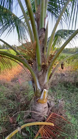 Mưa mấy ngày nắng được ít tiếng ra vườn chứ đợi gì nữa A E #duamalai #duaxiemxanh #coconut #62longan #mưabão 