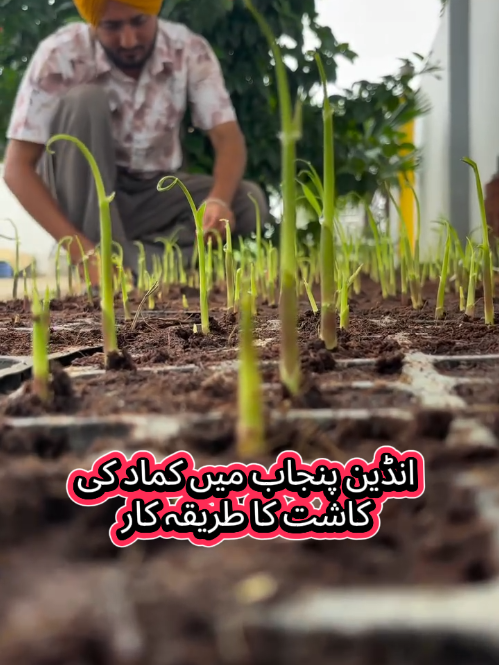 انڈین پنجاب میں کماد اس طریقہ سے کاشت کیا جاتا ہے #sugarcanefarming #cropchainchemicals #cropchain #creatorsearchinsights 