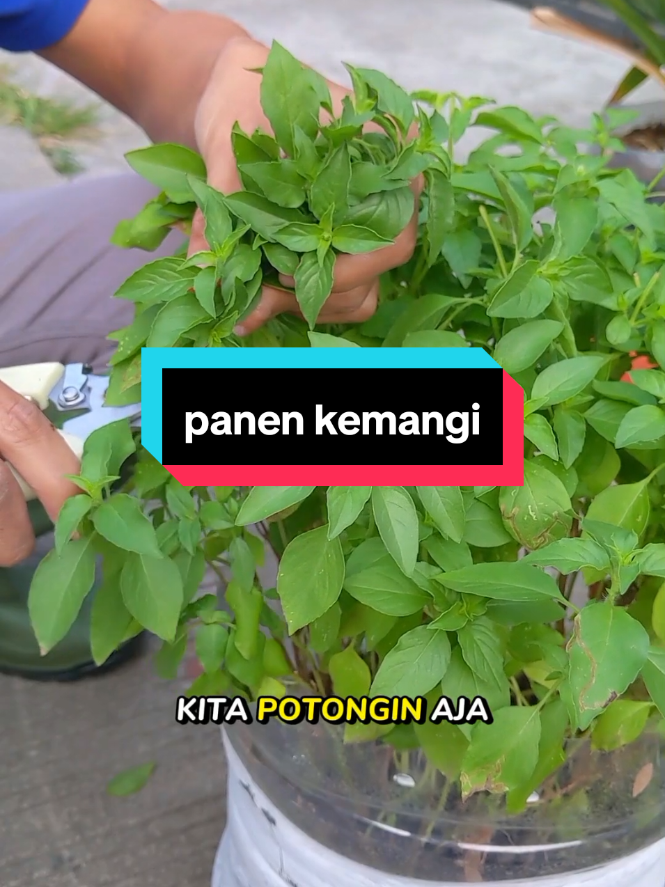Membalas @hj.wardani.s.pd.m.pd65  panen kemangi lagi #kemangi #benihkemangi #benihsayuranmurah 