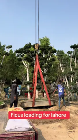 Ficus loading for lahore 