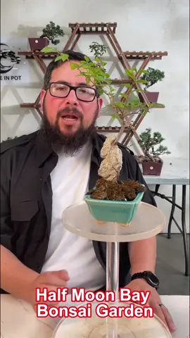 Discover the stunning natural elegance of root-over-rock bonsai! 🪴🪨 Elevate your indoor garden with this Chinese Elm Root-Over-Rock Bonsai Tree! #ChineseElm #BonsaiCare #PlantTok #BonsaiTree #PlantLover