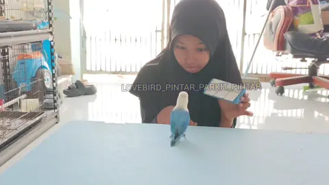 Kasih Hiburan BOCIL..🕊️🕊️ #fyp #bird #parrot #burung #tiktok 