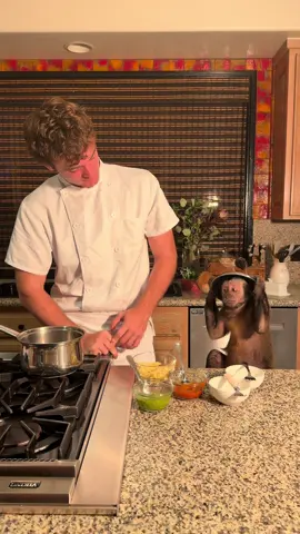 Cooking pasta with a Monkey 🙈🙊 #fyp #viral #dexthemonkey 