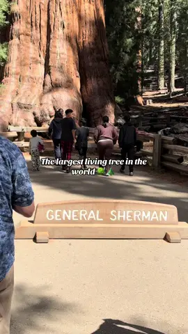 The fact that we get to exist with these legends 🌲🤯 #sequoianationalpark #generalshermantree #sequoia 