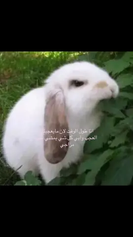#goviral #explore #اكسبلور #fyppppppppppppppppppppppp 
