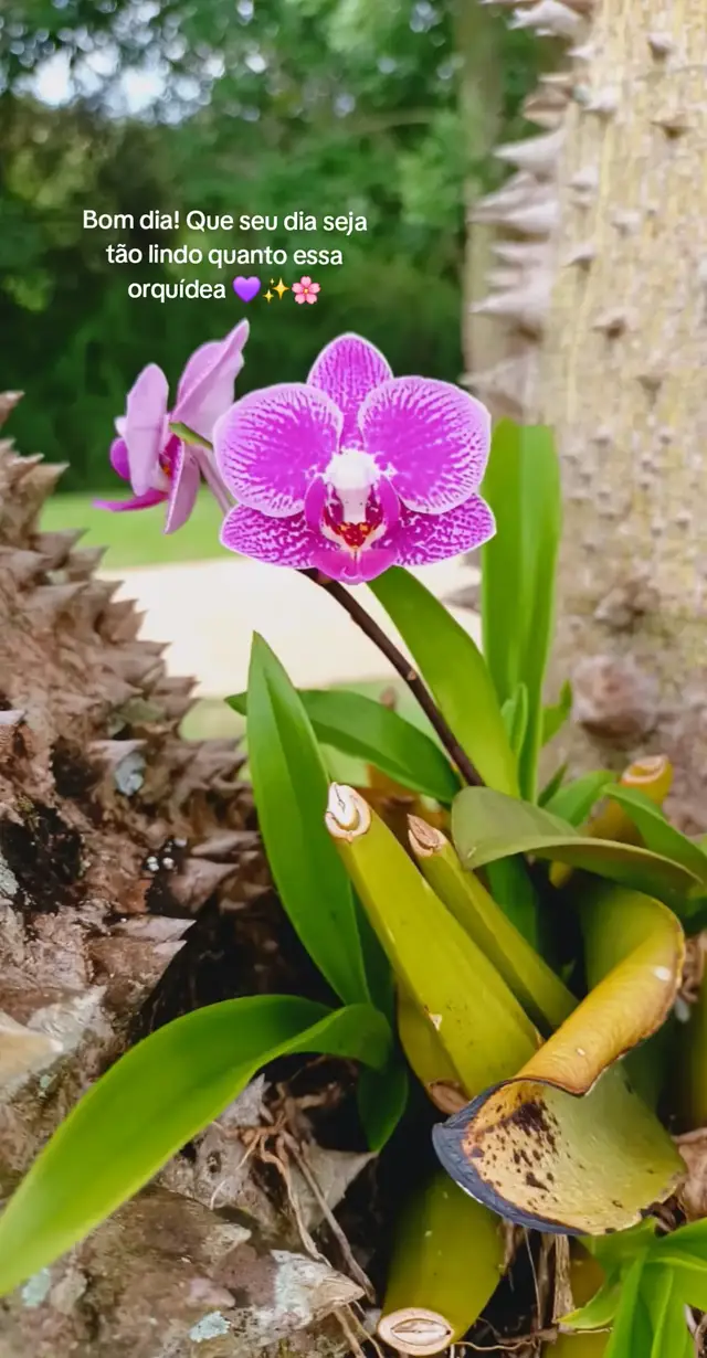 #bomdia #orquidea #natureza #bomdia🌷fé🙏esperança 