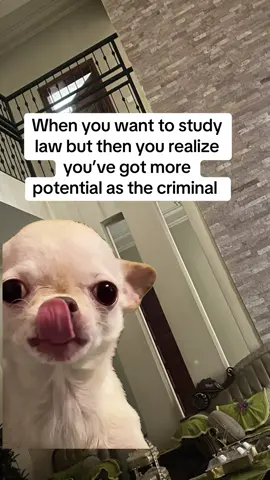 #CapCut #MemeCut #memes #funny #dogs 