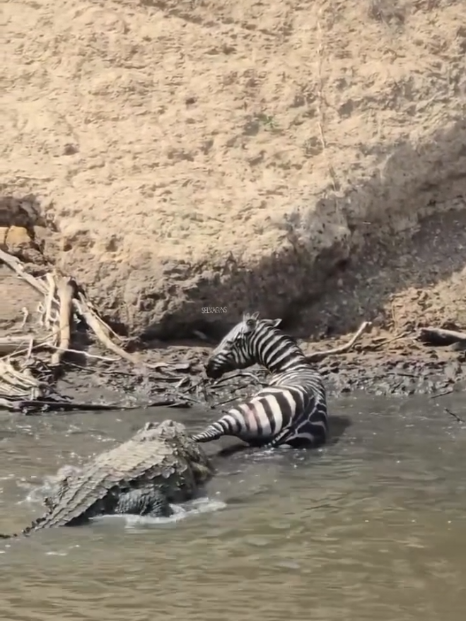 VIDA SELVAGEM. . . . . . . #viral #animais #africa #explore #tiktok 