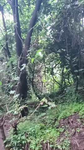 una aventura en la cual se vive cansansancio adrenalina y un ppco de humor latino @Linea Ejecutiva El Salvador @El Salvador Travel @Transporte los Volcanes  #fly #mitierra #vivelavidaalmaximo❤💚🍀 #millionviews #turismo a