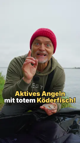 Den toten 😵 Köderfisch aktiv anbieten, geht das? Na logisch! Raubfisch-Experte Dietmar Isaiasch erklärt wie es funktioniert. #anglerschmiede #angeln #hecht #deadbait #aktiv 