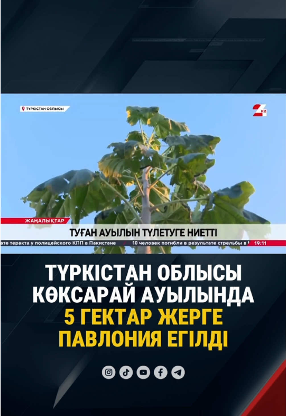 Түркістан облысы Көксарай ауылының тумасы туып-өскен ауылындағы 5 гектар жерге павлония ағашын екті. Кәсіпкер келер жылдан бастап дайын көшеттерді елді мекеннің көшелері мен саябақтарына да егуді жоспарлап отыр. Жалпы өңір кәсіпкерлері Президенттің Қазақстанды таза, жасыл және экологиялық тұрғыдан қауіпсіз елге айналдыру туралы бастамасын қолдап, барынша үлес қосып келеді