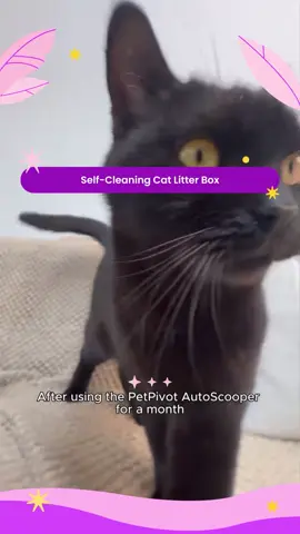 #tiktokshop #selfcleaninglitterbox #cat 