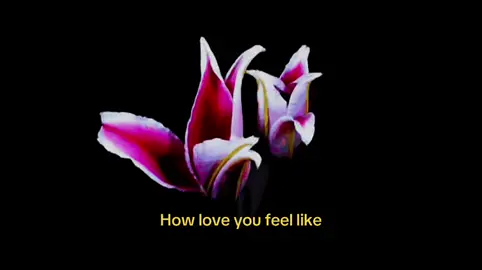 #Love #you #fyp #flowers #loveyou 