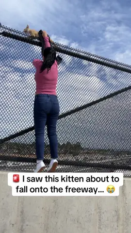 I literally couldn’t drive away… 🥺🐱❤️ I saw this tiny kitty in danger of falling onto the freeway, so I stopped and rescued her. She’s safe now. 🥹🐾 Would you have stopped too? ❤️ #K#KittenF#FYPF#ForYouV#ViralRescueStory