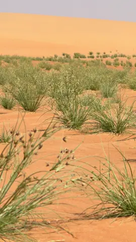 #لكسبلور 