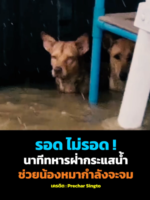 รอด ไม่รอด !? นาทีทหารฝ่ากระแสน้ำ ช่วยน้องหมากำลังจม #13สยามไทย #น้ำท่วม #รัฐบาล #น้องหมา #หมา #อันตราย