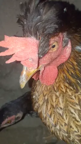 #ayam #chiken 