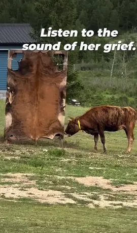 #animals #animalcruelty #cows 