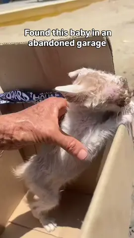 💔🐾 This tiny kitten was found with severely infected eyes and desperately needs veterinary care. 😿 We’re trying to get this little baby to the vet for urgent treatment and a chance to recover. 🙏❤️ Please help us save this innocent life. Every donation, no matter how small, makes a difference. 🥺🐱 #CatRescue #PetTok #FYP #Viral #AnimalLovers