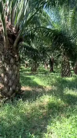 Lowongan kerja perkebunan dan pabrik kelapa sawit #creatorsearchinsights 