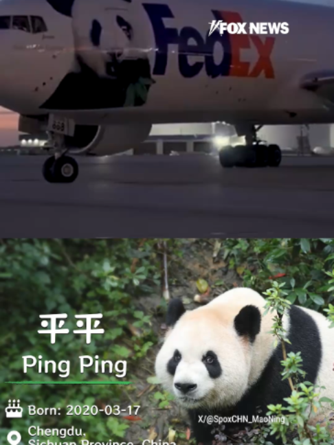 Cuteness has officially touched down in Atlanta. Ping Ping and Fu Shuang arrived from China and made their way to their new home at Zoo Atlanta, giving the city two lovable new residents and putting a furry face on a closely watched moment in U.S.-China relations. The pandas arrived just days after Chinese President Xi Jinping announced the move during his White House visit, pointing to the bears as a symbol of friendship between the American and Chinese people. Now the pair begins about a month in quarantine before making their public debut.