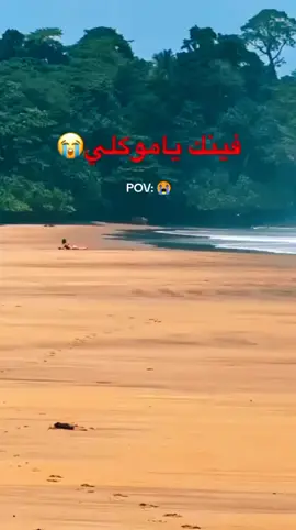 #فتاة على الشاطئ تتحول إلى وجبة نمر  #فينك يا موكلي 