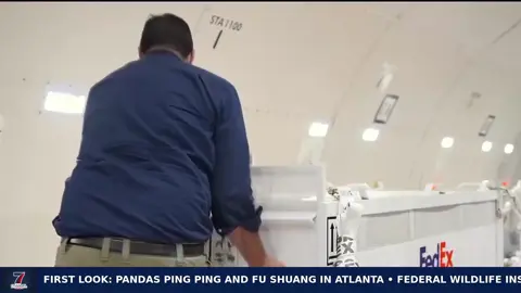 “EXCLUSIVE: First look at the panda’s face! After showing you the cage, we’re finally getting our first glimpse of Atlanta’s newest resident. Ping Ping and Fu Shuang arrived at Zoo Atlanta yesterday aboard the FedEx Panda Express after a sixteen-hour flight from China — and they’re settling in for a ten-year stay. They’re still in quarantine for about a month, so this is a rare treat. Stay tuned for more! #Atlanta #ZooAtlanta #Pandas #PingPing #FuShuang     ”