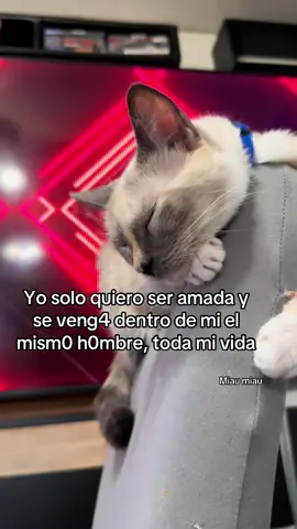 Miau miau #cat #cats #catsoftiktok #gatos #tendencia 