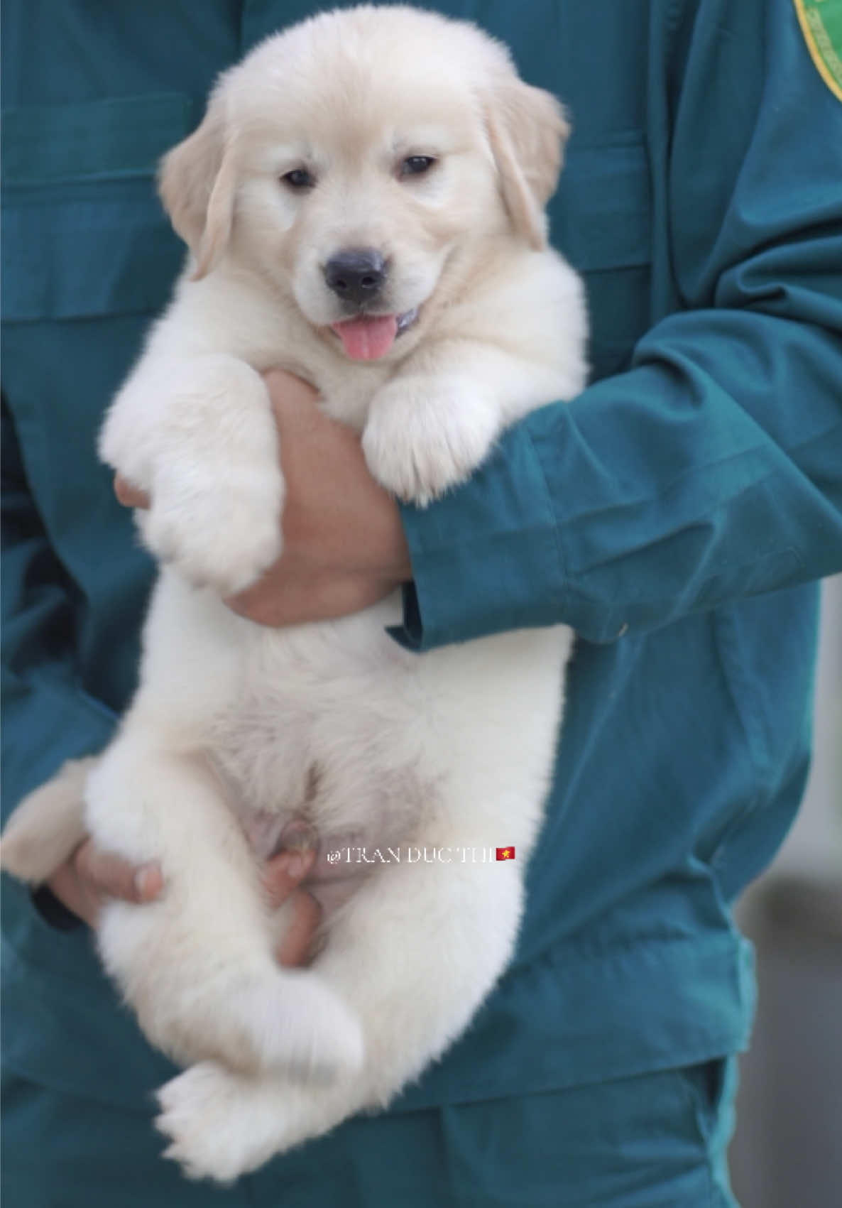 Zai trắng xinh nhà ải nhà ai đây❤️🐶#tranducthi #cutedogs #ChóCon #GoldenRetriever #golden 