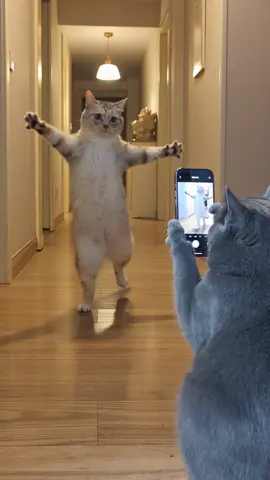 #коты #кошки #юморсмешно #ии #котейки  ИИ исполняет 🤣