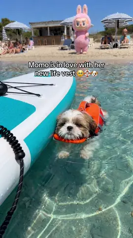 Dog parents… you will NOT regret getting your pup CHIN SUPPORT 👀🛟❤️ #shihtzu #shihtzupuppy #shihtzusoftiktok #dog #pet 