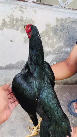 mashallah 🥰 #foryoupage #viralvideo 