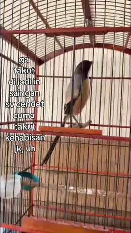 #fyppppppppppp #svcendet#CicipRasaKuliner #promomakangajian #bismilahfypシ 