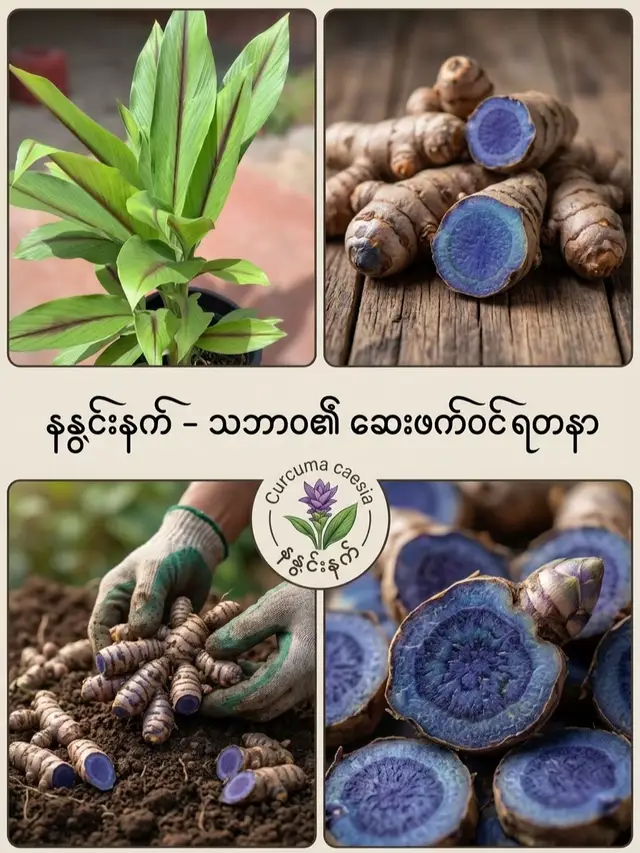 ရှားပါးဆန်းကြယ် ဆေးဖက်ဝင် အစွမ်းထက် 