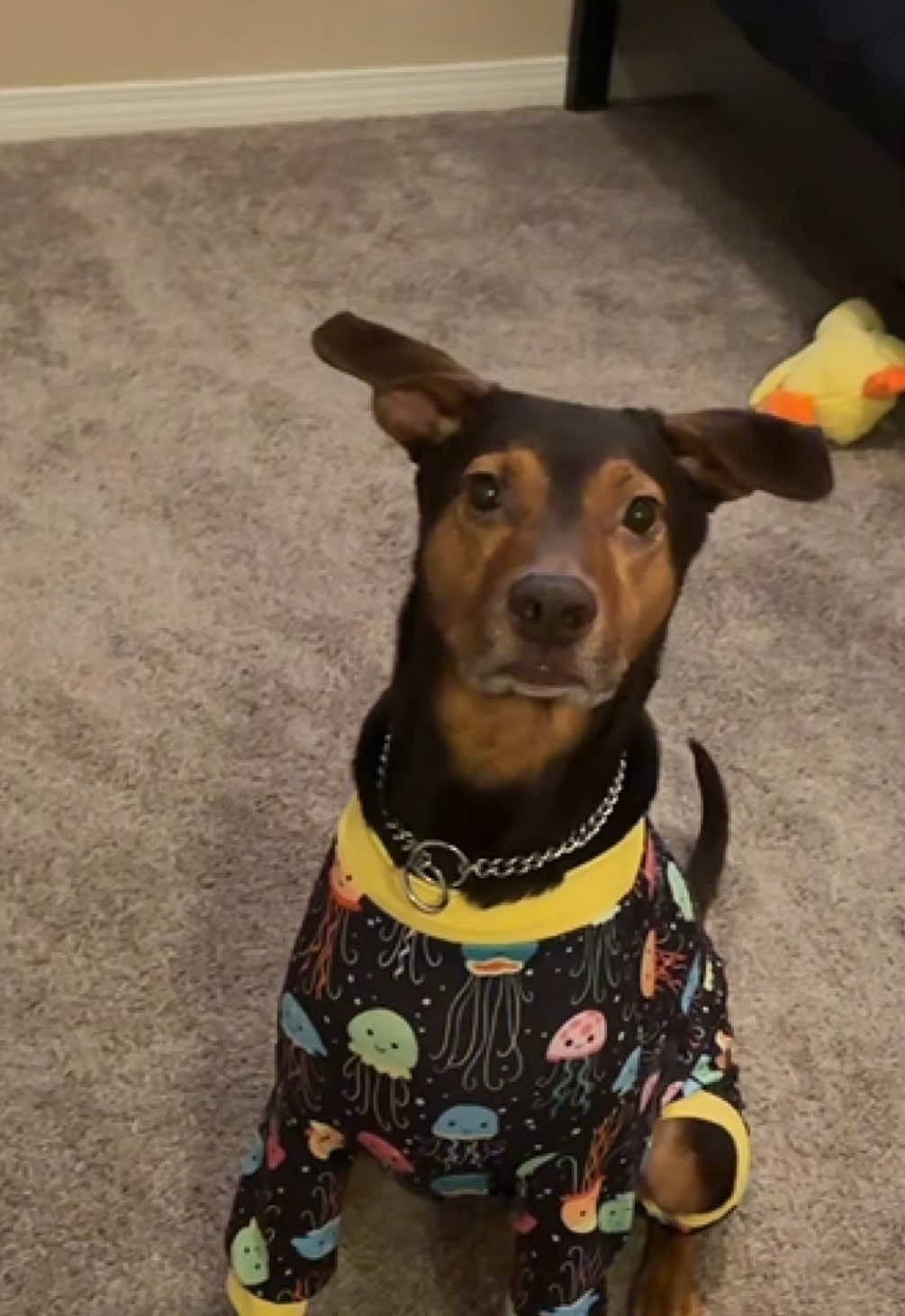 Off for our walk. I’m glad Salem doesn’t judge what I wear 😂