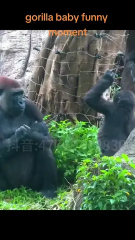 gorilla baby funny moment#Gorilla #BabyGorilla #CuteGorilla #fyp 