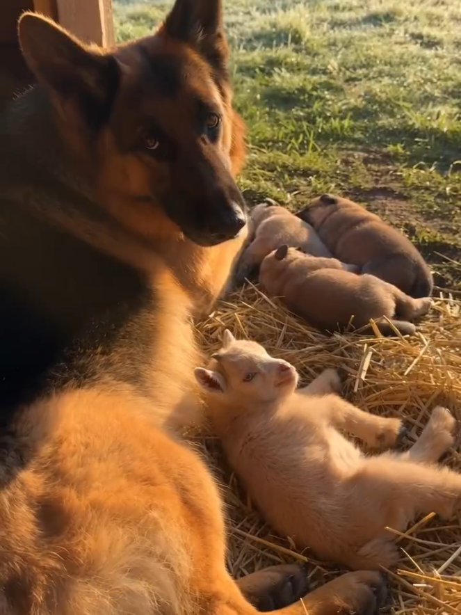 He jumped on his belly, stole his warm spot... then BLAMED the sleeping puppies 💀🐕 #germanshepherd #fyp #viral #BabyGoat #DogTraining 