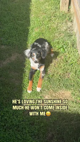 it’s beautiful outside i don’t blame him😆 he’s acting like he doesn’t see me. #aussie #cutedog #australianshepherd #dogmom #dogsoftiktok 