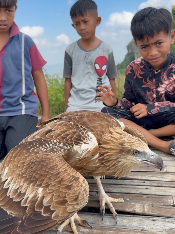 Little kids are excited playing with Giant Eagle  #falconry #france #usa🇺🇸 #birdsoftiktok #explorepage✨ 