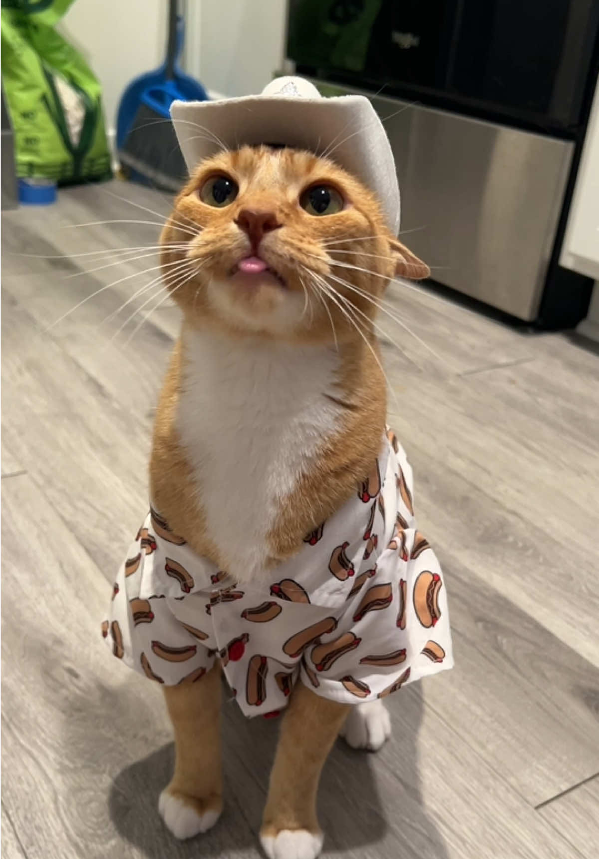 HOTDOG 🌭 🗣️ #orangecat #hotdog 