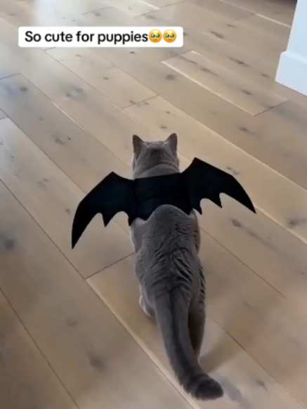 Halloween hack for pet owners! 🎃 This bat wing costume is lightweight and stays secure. No complicated zippers, just velcro for fast on and off.#PetHalloweenCostume #CatCostume #HalloweenPet #PetCosplay #PetAccessories